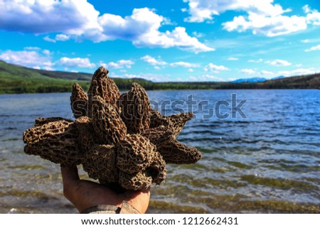 Morel mushroom flower, composed of about 30 individual morel mushroom growing on a single stem - 1/2 - Closeup picture with lake and blue cloudy sky in the background