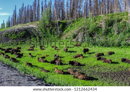 Wild buffalo herd on the side of a gravel road in northern Alberta - Wide angle picture from the very remote area of High Level, Alberta