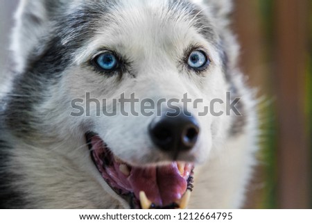 Alaskan Husky dog is looking straight at the camera while looking quite relaxed - Close-up picture taken on a warm summer day