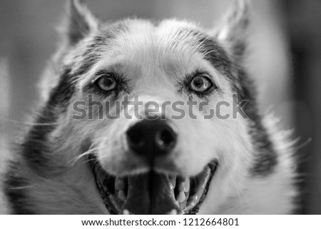 Alaskan Husky dog is looking straight at the camera while smiling so bad - Close-up picture taken on a warm summer day