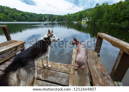 Alaskan husky dog is chilling on the dock with a sphynx cat - Picture taken at Mooney Lake, Quebec, Canada