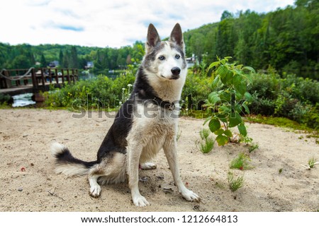 Alaskan husky dog is enjoying the warmth of a summer day on the beach while looking away with great curiosity - With a dock and a lake in the background. Picture taken in Quebec, Canada.