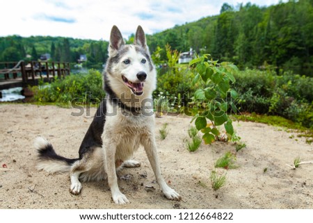 Alaskan husky dog is enjoying the warmth of a summer day on the beach while looking away - With a dock and a lake in the background. Picture taken in Quebec, Canada.