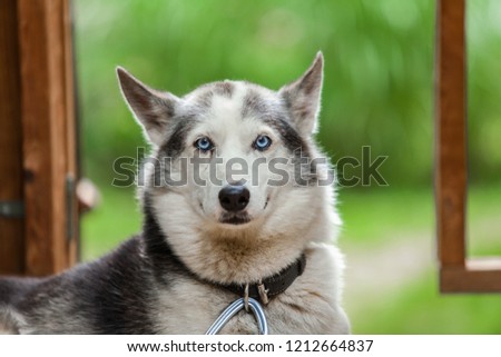 Alaskan husky dog is looking straight at the camera while looking happy on his balcony 2/3 - Picture taken on a warm summer day