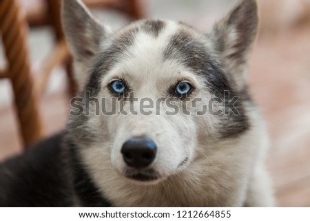 Alaskan husky dog is looking straight at the camera with a serious look - Close-up picture taken on a warm summer day