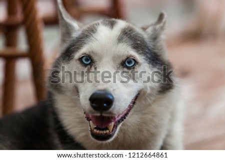 Alaskan husky dog is looking straight at the camera while breathing - Close-up picture taken on a warm summer day