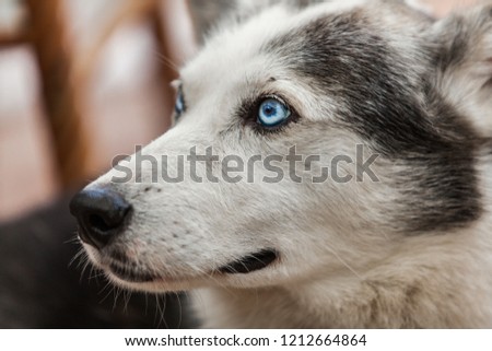 Alaskan husky dog is looking away with curiosity - Close-up picture taken on a warm summer day