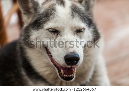 Alaskan husky dog looks a bit tired and goofy - Close-up picture taken on a warm summer day
