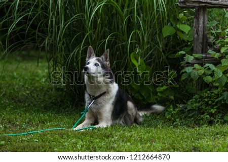 Alaskan Husky dog is hoping for a treat in the backyard - Pictured in front of a wooden fency with tall grasses and green lawn