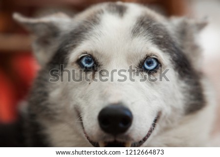 Alaskan husky dog is smiling straight at the camera - Close-up picture taken on a warm summer day