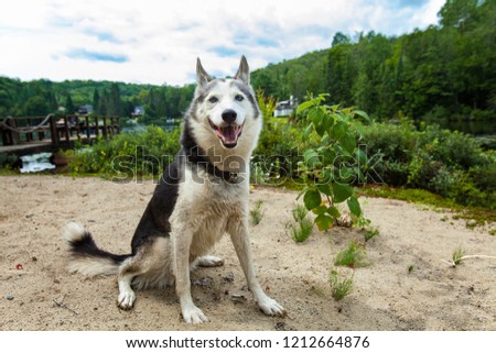 Alaskan husky dog is enjoying the warmth of a summer day on the beach while looking straight at the camera - With a dock and a lake in the background. Picture taken in Quebec, Canada.