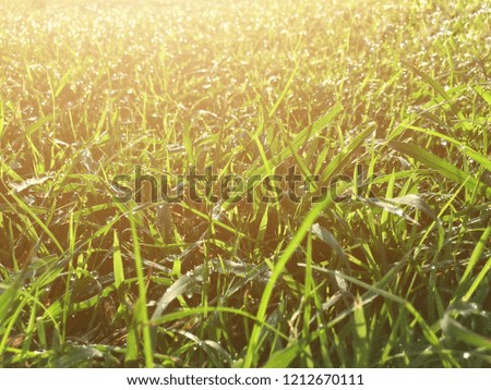 A close-up view of the grass in sunrise for use as a background.