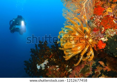 Underwater colorful coral reef with sea lily and scuba diver photographer.  Diver exploring underwater corals in the blue sea.