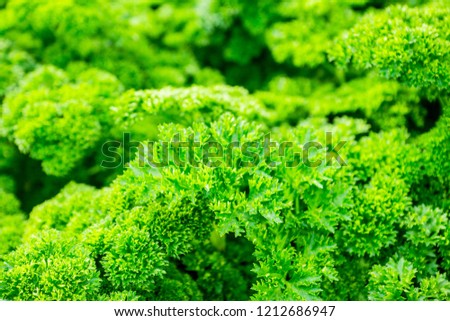 Fresh green parsley in the garden. selective focus. Shallow depth of field.