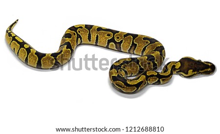 Ball python snake  isolated on white background.