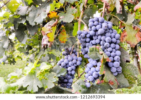 grapes in vineyard, digital photo picture as a background