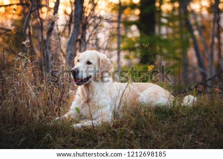 Profile portrait of beautiful and happy dog breed golden retriever lying in the autumn forest at sunset