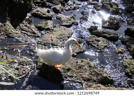 White duck with orange beak and feet.