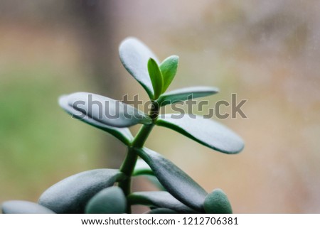 A branch of Bright green leaves of crassula on a blurred background of the window. Money tree. A plant to raise money.