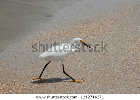 Snowy white egret bird on the beach in the surf of the turquoise blue sea.