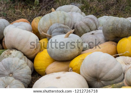 Different varieties of squashes and pumpkins. Colorful halloween vegetables.