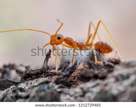 Defensive ant on the tree