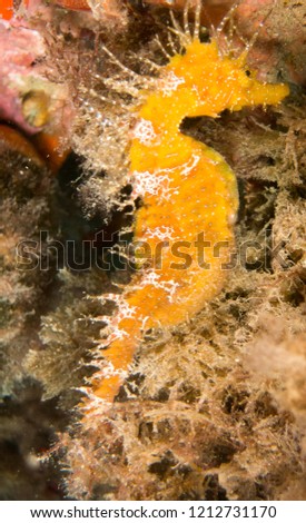 Seahorse in the mediterranean, costa brava in the foreground and with black background