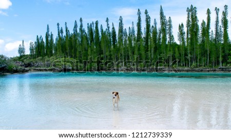 Dog picture - Pines Island (Île des pins) - natural pools - amazing water
