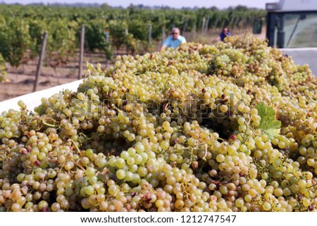 Harvesting grapes in grape yard