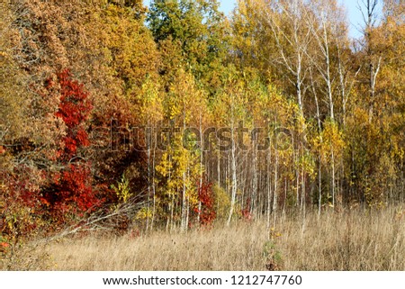Wild Natural Forest of Old Beech Trees in Autumn