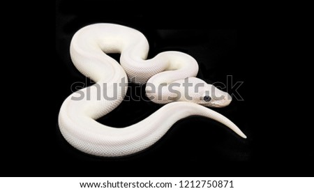 White  snake isolated on black.