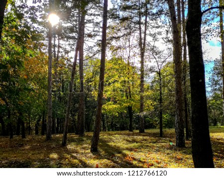 Forest in autumn, sunny day. Sumarice near the Kragujevac, Serbia.