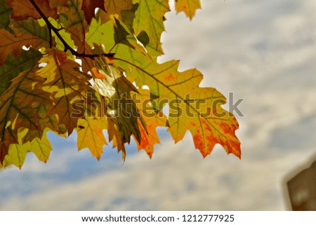 beautiful red autumn background of oak leaves on a blue sky background