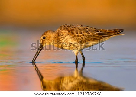Water bird in nature. Colorful nature background. Bird: Curlew Sandpiper.