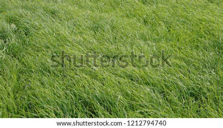 thick and green grass in the daytime