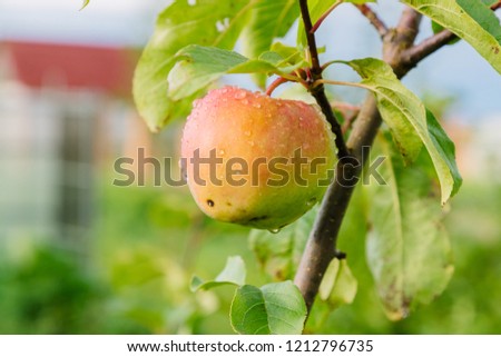 juicy and ripe apple on a branch during the daytime