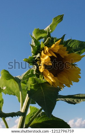 big sunflower against the sky in the daytime