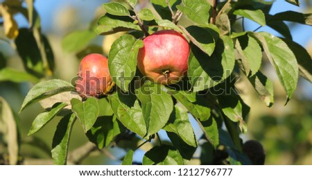 two apples on a branch in the daytime