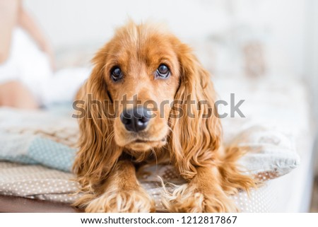 Little girl playing with dog, like a ghost. Child cover cocker spaniel with blanket at bed. Halloween lifestyle photo Royalty-Free Stock Photo #1212817867