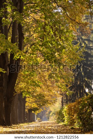 Autumn city street, yellow foliage in the trees and the sidewalk