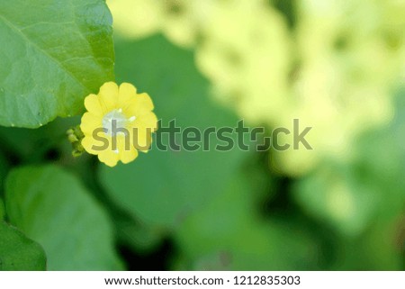 Lonely colorful flower on a green and yellow bokeh background, lots of room suitable for adding text, copy space,large super high resolution image.
