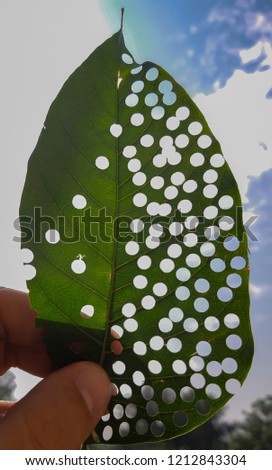 Leaf art:Leaf punched with holes