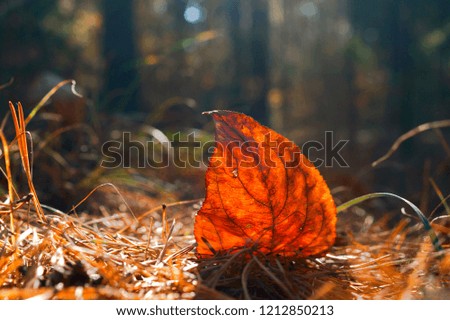 Red Leaf On The Ground, Sunbeams, Autumn Pine Forest, Fall Foliage. Forest Fire, Insurance Concept.