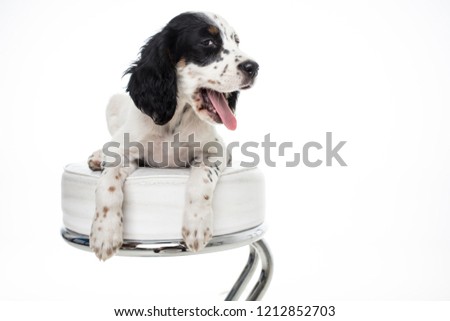 english setter baby dog on white background isolated 