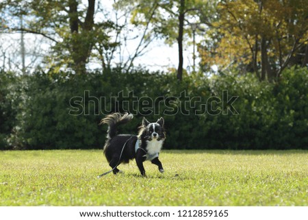It is a picture of Chihuahuas taking a walk
