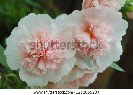 The petals are paper-like, the surface texture is a bit like wax, and the inner petals are pleated pink hollyhock close-up.