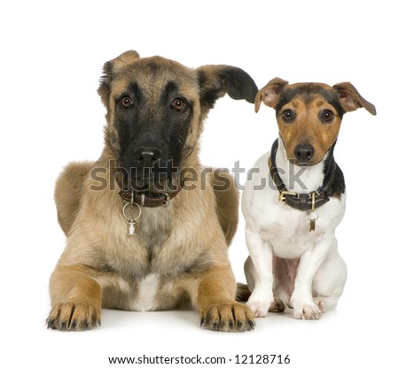 Jack russell and Crossbreed dog in front of a white background