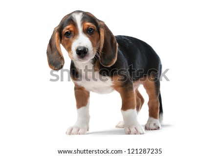 Dachshund puppy, Westphalian Dachsbracke on white background
