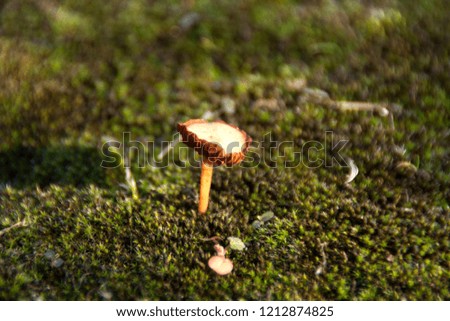 Little yellow mushroom on green moss