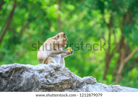 Monkey eating corn with copy space